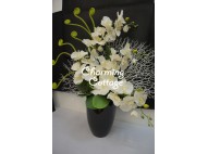 cool white orchids